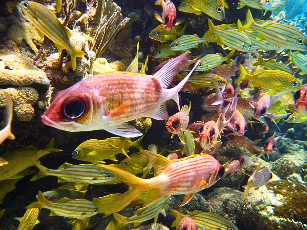 Barrera Coralina Las Mulaticas